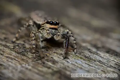 04092021-175556-2-macro