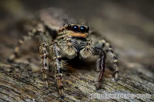 04092021-175556-macro