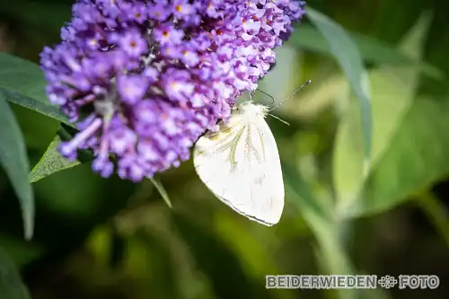 05092021-120240-macro