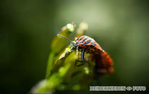 08062021-175725-macro