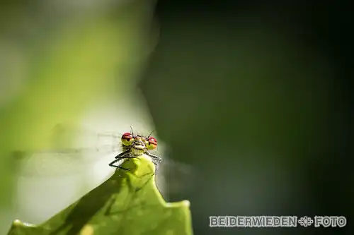 09052020-150934-macro