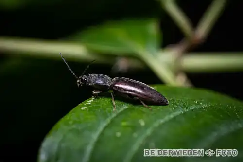 13062021-194057-macro