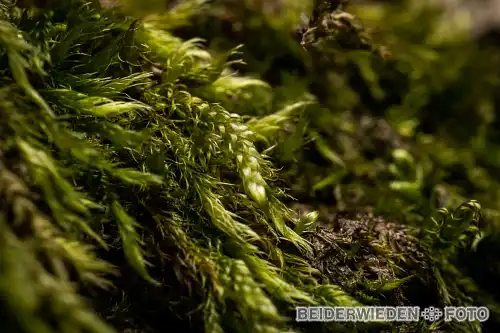 14032020-153634-macro