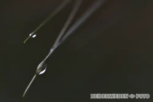 15022012-185036-macro