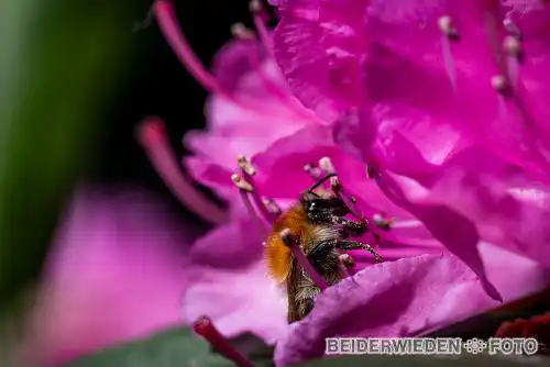 18052018-171159-macro