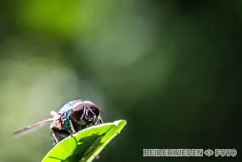 19052018-135624-macro