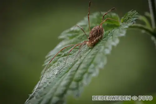 20052012-172133-macro