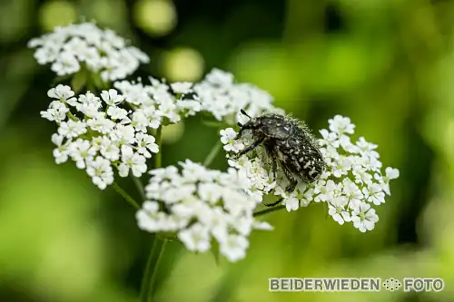 22052022-165651-macro