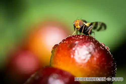 26062021-141657-macro