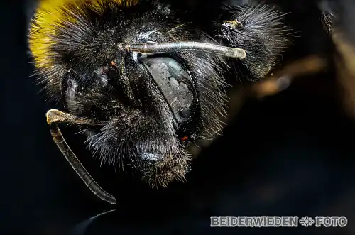 26072019-143115-macro