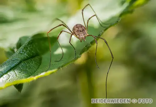 29052021-162405-macro