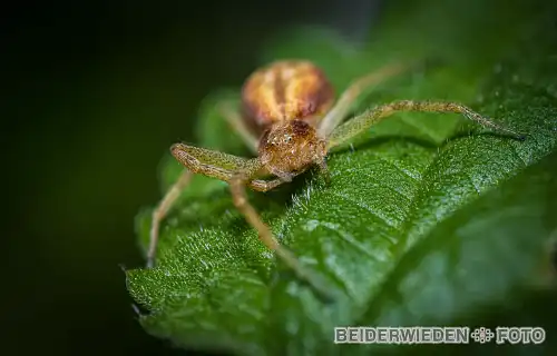 29052021-163216-macro