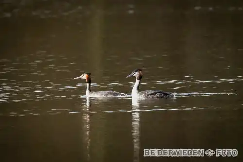 10022024-124638-wildlife