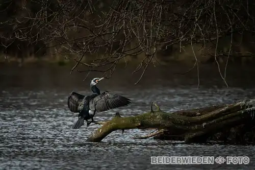 10022024-124753-wildlife