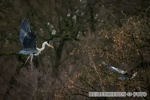 10022024-130938-wildlife