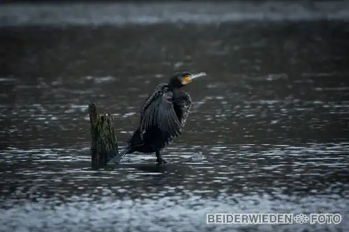 11022024-092319-wildlife