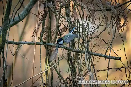 20012024-150640-wildlife