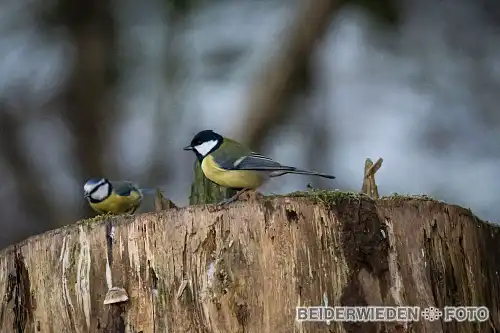 20012024-153607-wildlife