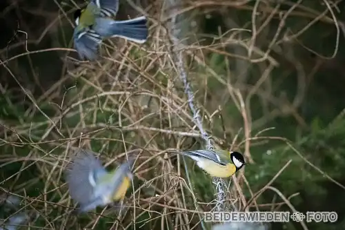 20012024-153653-wildlife