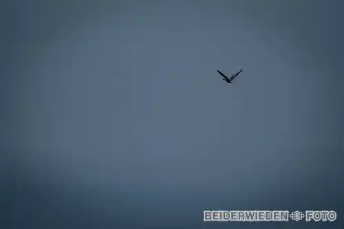 21012024-151407-wildlife