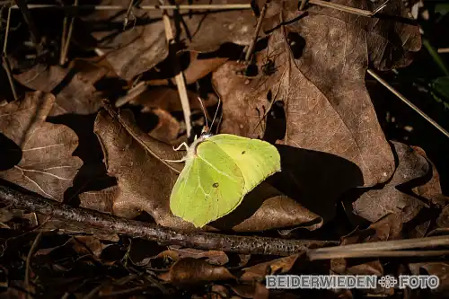 28012024-134411-wildlife